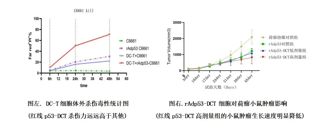 p53-DCT：体外与动物实验原图